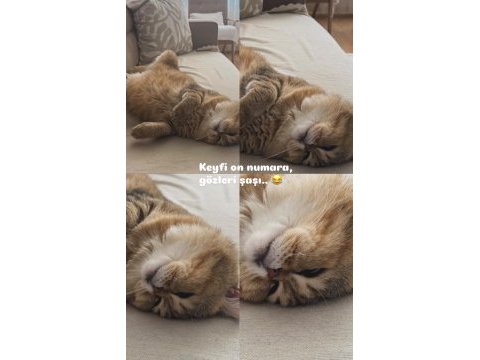Acil sahiplendirilecek 0 puana kedimiz