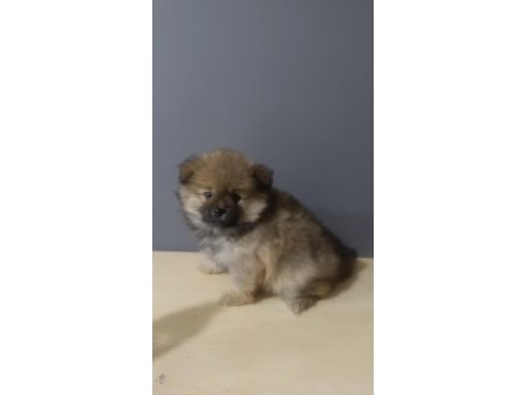 Pomeranian spitz