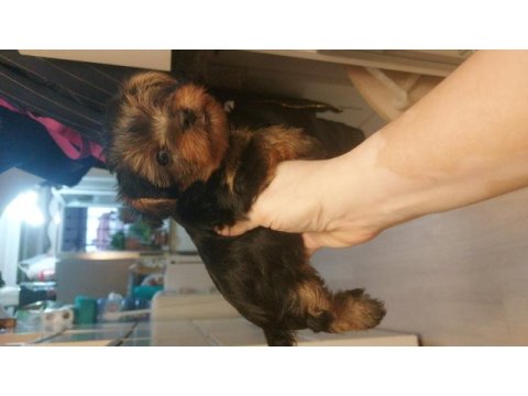 Yorkshire terrier bebekler
