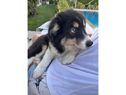 Müthiş uygun rakama black tan dişi border collie yavru