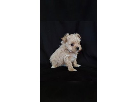 Orjinal maltipoo yavrular