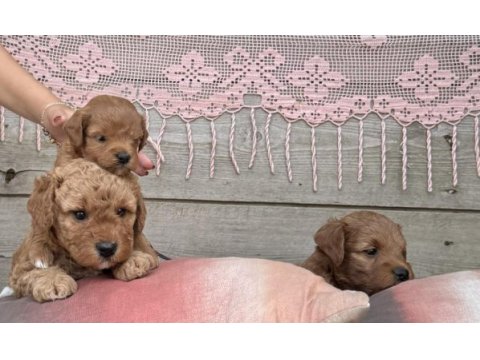4 yavru maltipoo