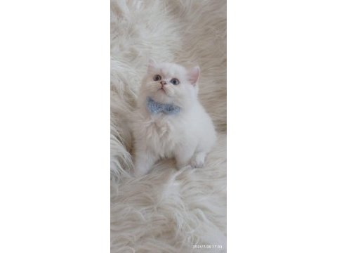 2 aylık british longhair