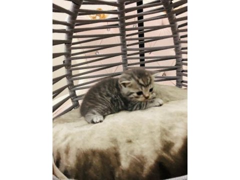 British shorthair yavru kedilerimiz yeni evlerini arıyor