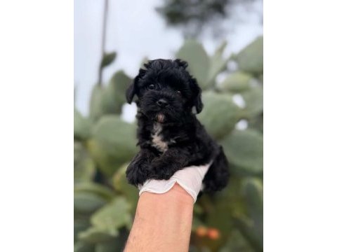 Siyah maltipoo teacup bebeklerim