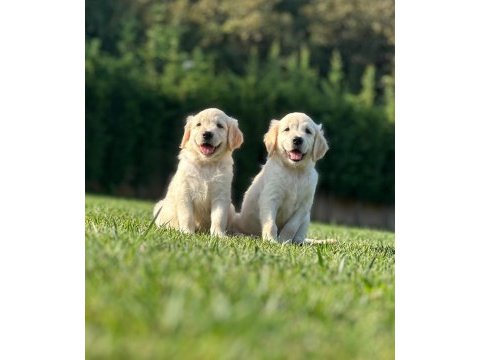 Golden retriever yavruları çiftlikten