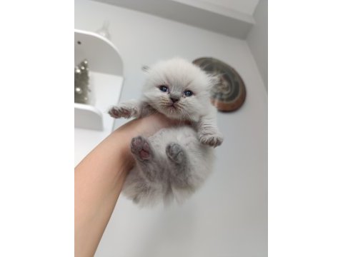 British shorthair pamuklarım
