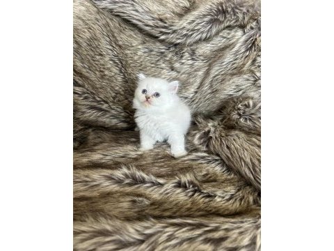 Mükemmel british longhair bebekler