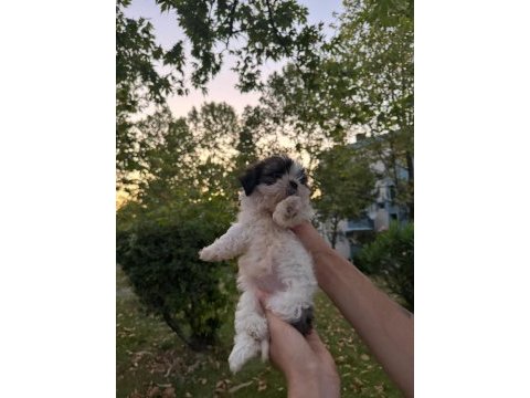 Yavru shih tzu sahiplendirilecek