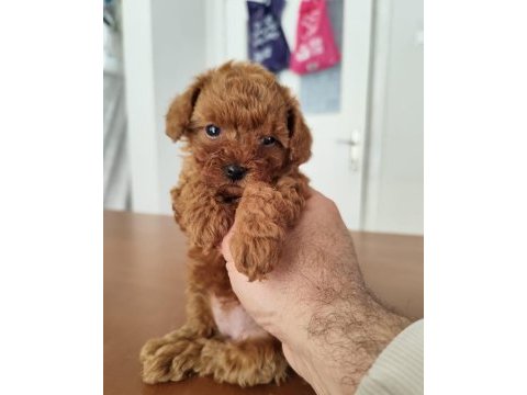 2 dişi ve 1 erkek poodle yavrular
