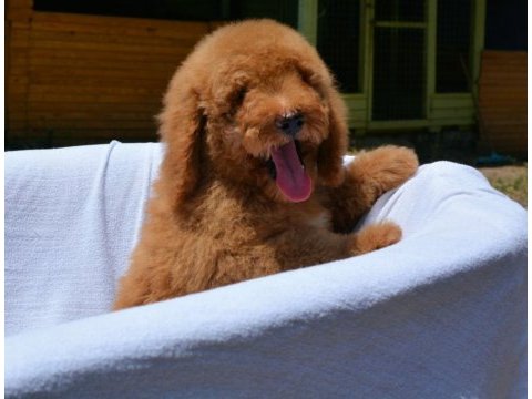 Dev labradoodle bebekler