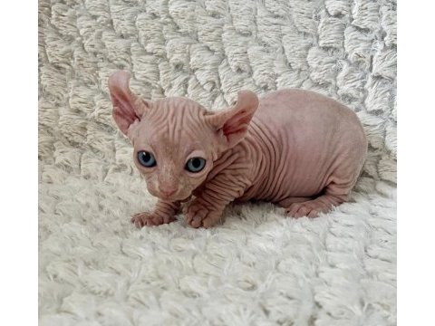 Erkek dwelf sphynx