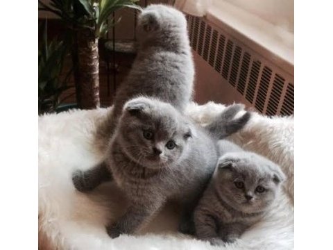 Enfes güzellikte yavru kediler
