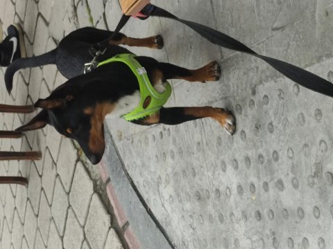 7 aylık pinscher yavrumuz sahiplendirilecek