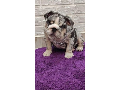 Sitenin en güzel ingiliz bulldog bebekleri