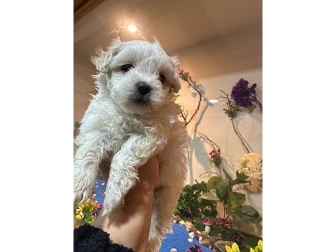 Maltese terrier 60 günlük
