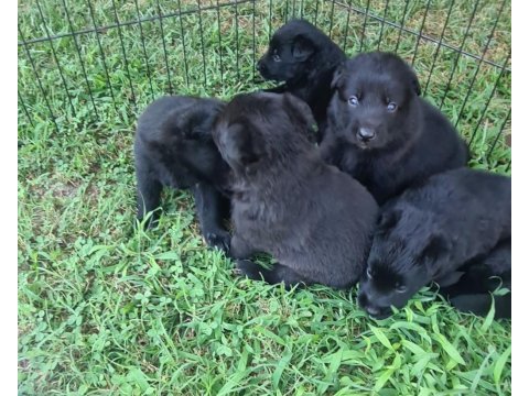 Akkuş üretim çiftliğinden alman kurdu yavruları