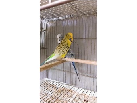 Rengarenk muhabbet kuşu türleri