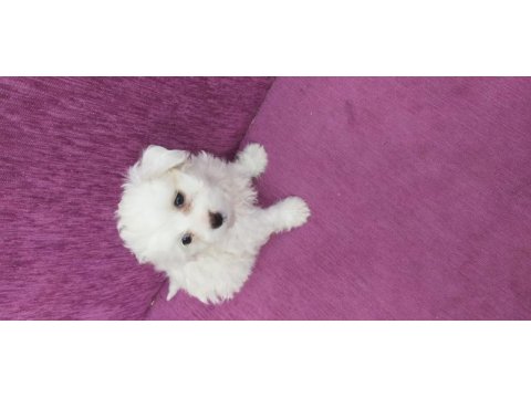 Maltese terrier 2 aylık yavrumuz