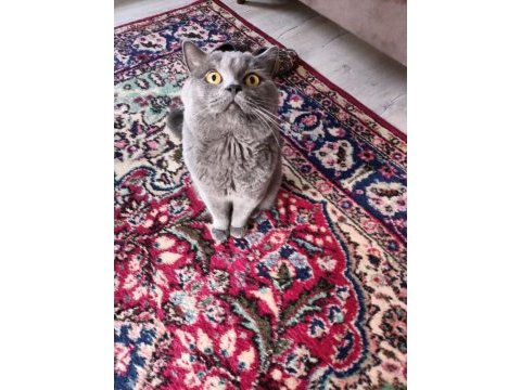 Ücretsiz 3 yaşında erkek british shorthair