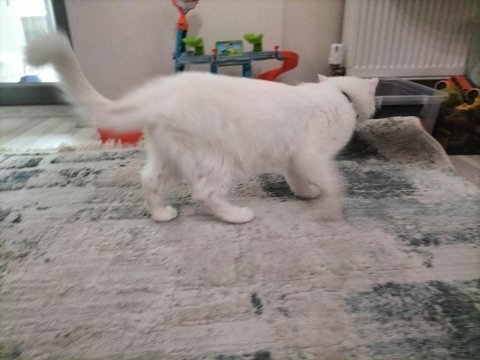 Ankara kedisi