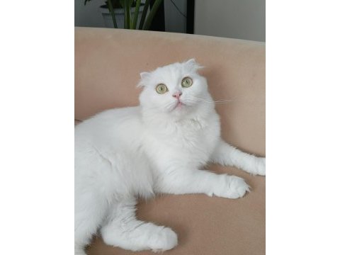 Beyaz scottish fold