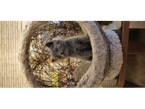 Koca kafalı british shorthair yavrular