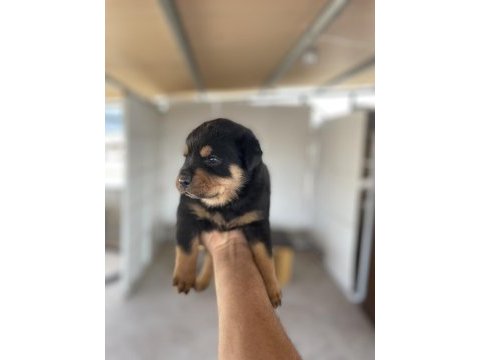 Erkek ve dişi rottweiler yavrular