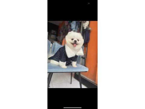 Pomeranian boo show kalite oğlumuz