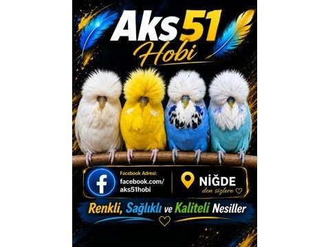 Rengarenk vasıflı güzel soy hattı uysal kuşlar