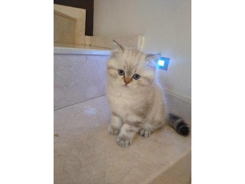 2 aylık british shorthair erkek yavru