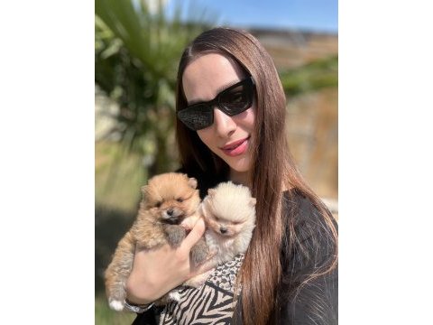 Gerçek pomeranian boo face sağlık ve ırk garantili