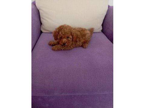 Toy poodle yavrularımız sağlık ve ırk garantili