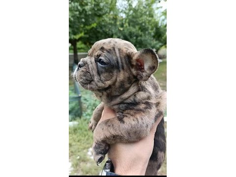 2 aylık french bulldog yavrular