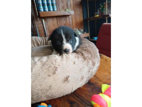 Mükemmel kalitede border collie bebekler için acele edin
