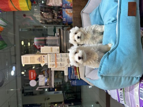 Maltipoo bebekler