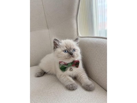 Safkan blue point british shorthair