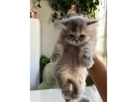 Son bir yavru british longhair