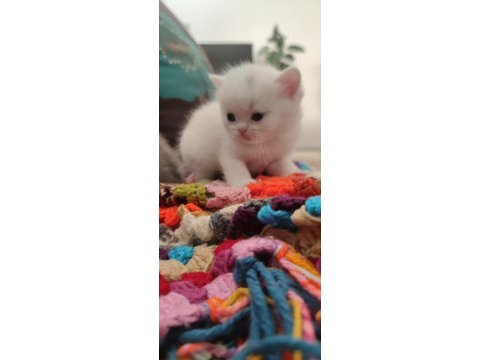 British shorthair badem şekeri ve çekirdek