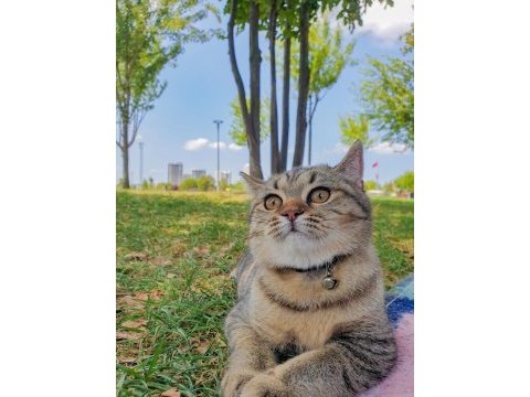 Siyah beyaz kırçıllı british shorthair