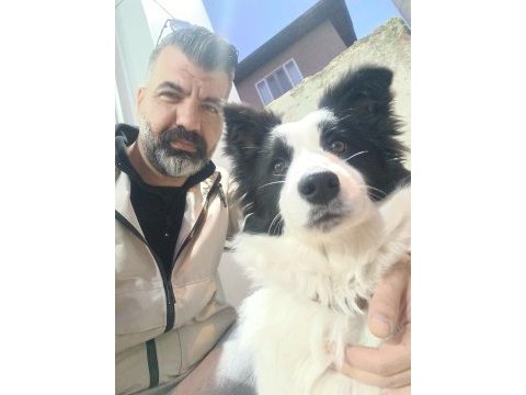 Border collie yavrular