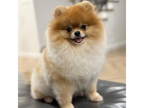 7 aylık erkek pomeranian