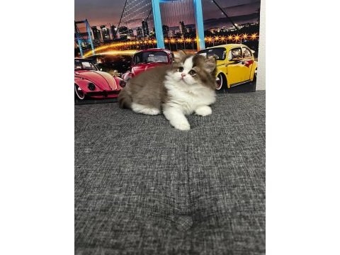 Cinnemon bi color british longhair yavrumuz