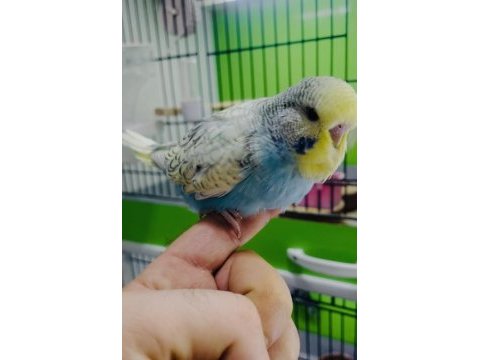 Show jumbo muhabbet kuşu yavruları