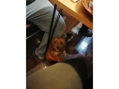 Cocker ve poodle kırması 4 aylık erkek sıcak yuva arıyorum