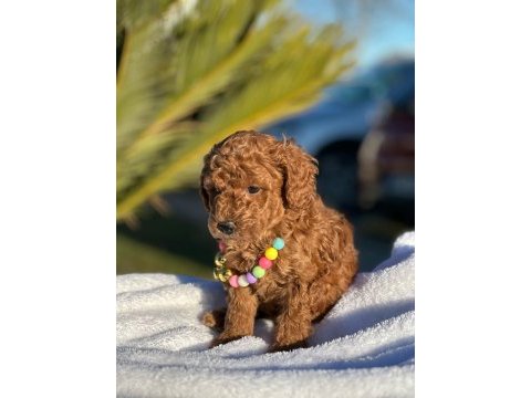 A kalite minyatür boy toy poodle bebeklerim