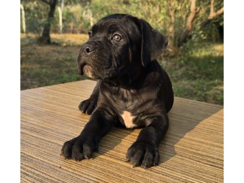Şecere belgeli ırk ve sağlık garantili cane corso yavrular