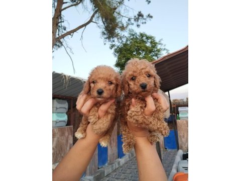 Toy poodle yavrular bir birinden güzel tatlılar