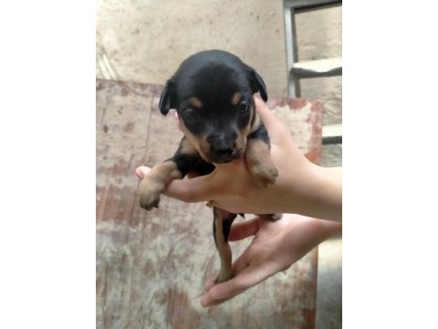 Yavru köpeğimiz pinscher