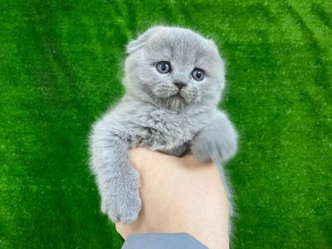 Irk garantili scottish fold yavrular